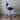 HAG Capisco Puls 8020 Stool, Blueberry w/ Silver Base - Showroom Model - HAG - Back2